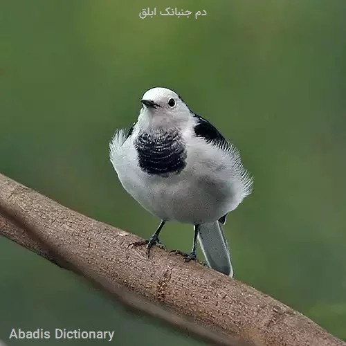 دم جنبانک ابلق